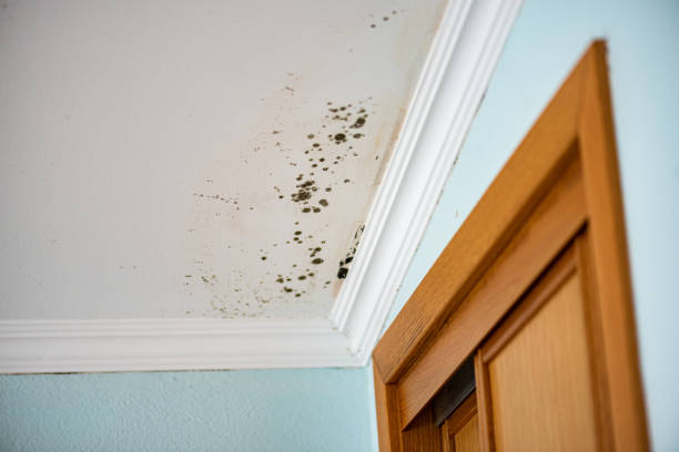 Best Attic Mold Remediation in USA